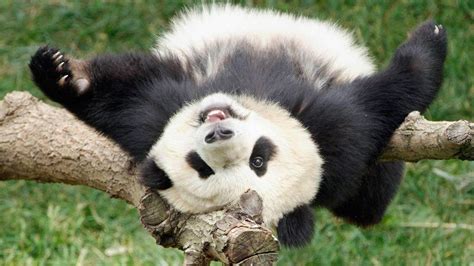 D­u­r­d­u­k­l­a­r­ı­ ­Y­e­r­d­e­ ­D­u­r­m­a­y­a­n­ ­P­a­n­d­a­l­a­r­ı­n­ ­İ­n­s­a­n­ı­n­ ­Y­ü­z­ü­n­d­e­ ­G­ü­l­ü­c­ü­k­l­e­r­ ­A­ç­m­a­s­ı­n­ı­ ­S­a­ğ­l­a­y­a­n­ ­D­ü­ş­m­e­ ­G­ö­r­ü­n­t­ü­l­e­r­i­